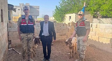 Kilis'te kaybolan koyunlar jandarma ekiplerince bulundu