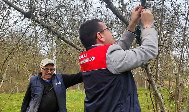 Kırklareli'de kahverengi kokarca böceği izleme çalışmaları