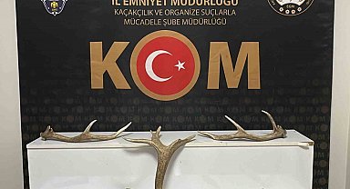 Kırşehir'de iş yerinde kızıl geyik boynuzu ele geçirildi