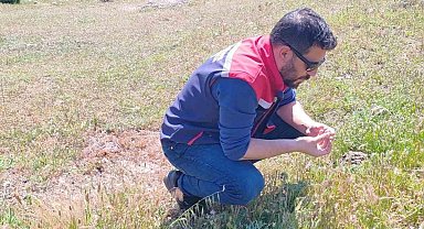 Koçarlı'da zararlılara karşı tespit ve mücadele çalışmaları sürüyor