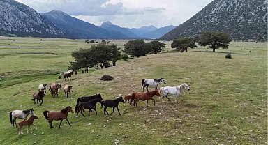 Kökenleri Osmanlı Süvari atlarına dayanan Toroslar'ın özgür ruhları yılkı atları