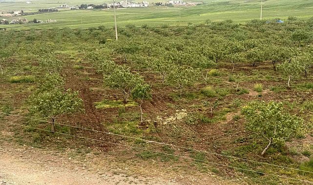 Komşu illerde aşırı yağışlar nedeniyle Siirt fıstığında rekolte ve talebin artması bekleniyor