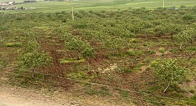 Komşu illerde aşırı yağışlar nedeniyle Siirt fıstığında rekolte ve talebin artması bekleniyor