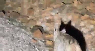 Koruma altında bulunan 'vaşak' Tunceli'de görüntülendi