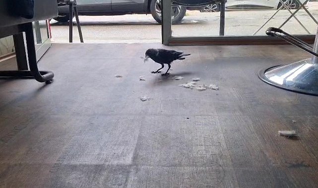 Kuaför çırağı karga