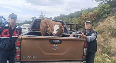 Kurban Bayramı öncesi çalınan büyükbaş hayvan bulunarak sahibine teslim edildi