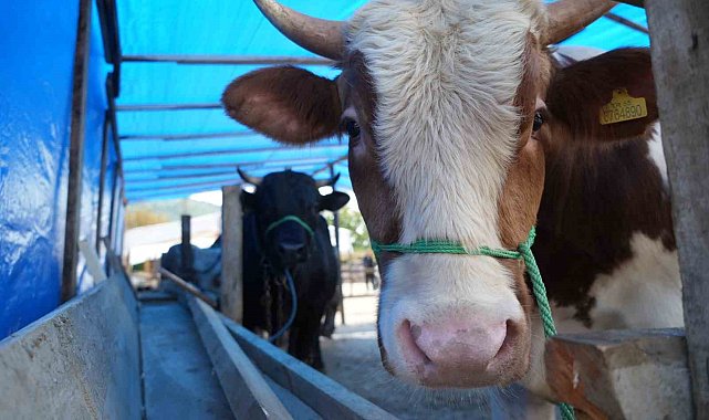 Kurban etindeki "koyu kan" ve "kötü koku" hastalık habercisi olabilir