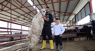 Kurban mesaisinde 'rekor' heyecanı: 140 kilogramlık dev keçi