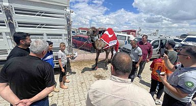 Kurban pazarının gözdesi deve 330 bin TL'ye satıldı