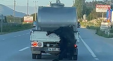 Kurbanlığı araçtan sarkıtıp kilometrelerce sürükledi