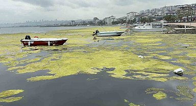 Kurupelit Marina'daki "deniz marulu" sorununa neşter: 345 bin metreküp dip çamuru temizlenecek