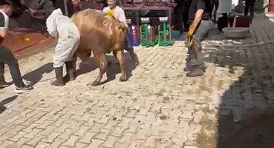 Kütahya'da kaçmaya çalışan kurbanlık kesim görevlisini savurdu
