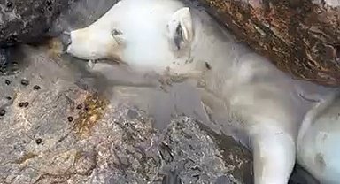 Kutup ayısı sanıldı, gerçek kısa sürede ortaya çıktı