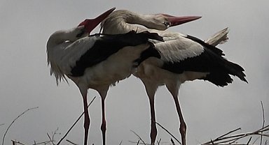 Leyleklerin "gaga şaklatma" anı kameraya yansıdı