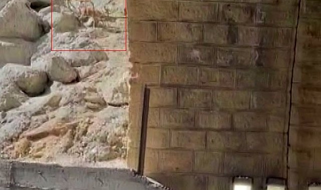 Malatya'da dağ keçileri görüntülendi