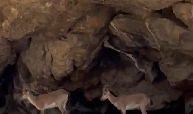 Malatya'da dağ keçileri görüntülendi
