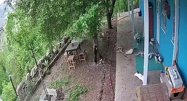 Malatya'da deprem paniği: Kedilerin panikle kaçışı kamerada