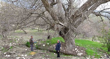 Malatya'daki 270 yıllık ceviz ağacı zamana direniyor