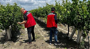 Manisa'da dolu ve selde üzüm bağları zarar gördü