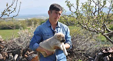 Manisalı sağlıkçı genç kangal yetiştiricisi oldu