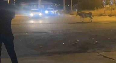 Mardin'de kaçan kurbanlık inek ortalığı birbirine kattı