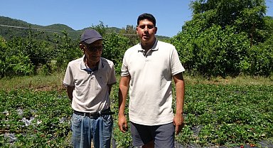 Marmaris'te baba oğulun çilek mesaisi