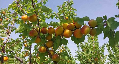 Mersin'de kayısı hasadı başladı, üretici verimden memnun