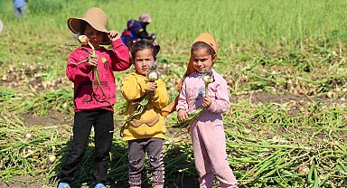 Mevsimlik tarım işçisi ailelerin çocukları okula gitmek yerine tarlada