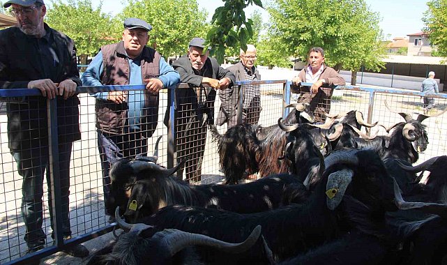 Muğla'da kurbanlık satışları devam ediyor