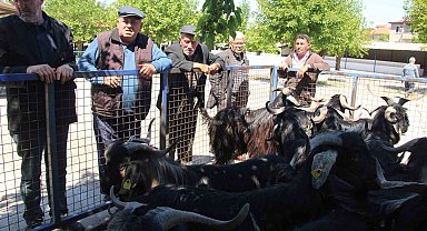 Muğla'da kurbanlık satışları devam ediyor