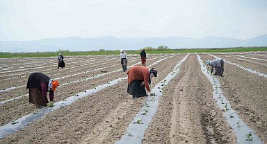 Muş'ta aromasıyla öne çıkan karpuzun ekimine başlandı