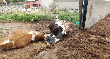 Niğde'de yıldırım düşmesi sonucu iki inek telef oldu