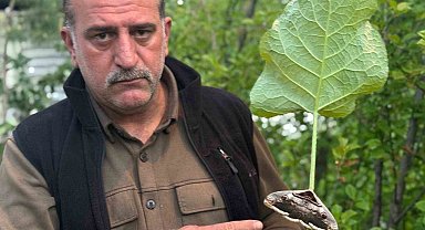 Oltu'da baykuş kelebeği görüntülendi
