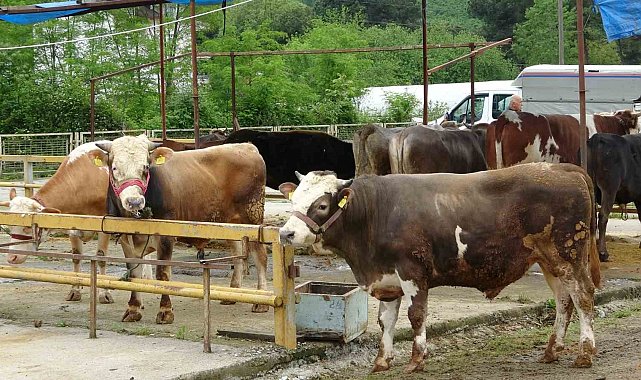 Ordu'da besiciler, gurbetçilerin yolunu gözlüyor