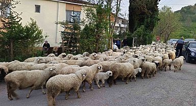 Ordu'da koyunların yayla yolculuğu