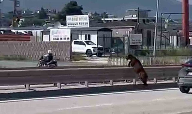 Orta refüjden atlayan kurbanlık keçi sahibini geride bıraktı