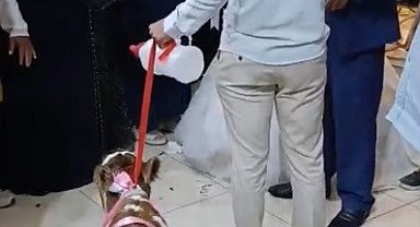 Osmaniye'de damada düğünde altın yerine buzağı verildi