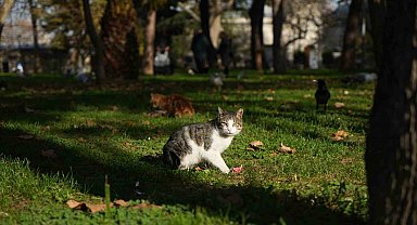Osmanlı'dan miras "kedi sevgisi" İstanbul'da yaşatılıyor