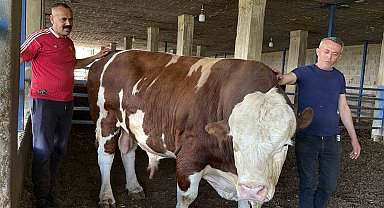 Özenle büyüttüğü boğasına 'Gardaşım' diyerek hitap eden besicinin bir ton 300 kiloluk kurbanlığı alıcı buldu