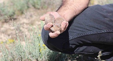 "Dolaman kurdu" günde 60 bin liralık mantar buluyor
