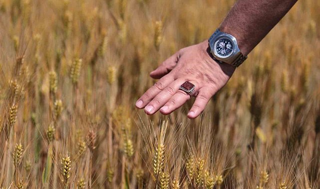 "Kuraklık" değişkeni devre dışı kaldı; buğdayda rekor geliyor