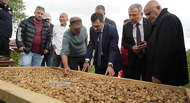 "Topraktaki altın" salebin hasadı başladı: Kilosu 12 bin TL