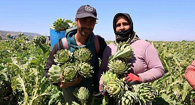 "Yeşil elmas" Aydın'da üretiliyor, yurdun dört bir yanına gönderiliyor