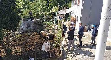 Rize'de kaçan kurbanlık sahiplerine zor anlar yaşattı