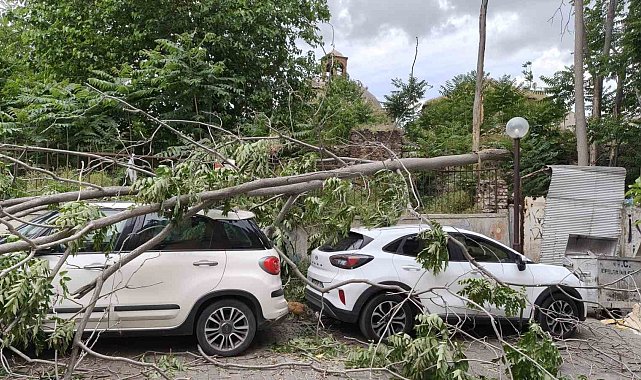 Rüzgarda devrilen ağaç park halindeki araçlara zarar verdi