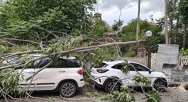 Rüzgarda devrilen ağaç park halindeki araçlara zarar verdi