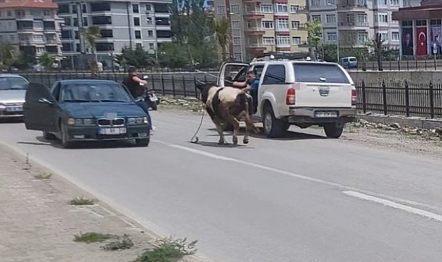 Saatlerce peşinden koştular: Kurbanlık dana ilçeyi birbirine kattı