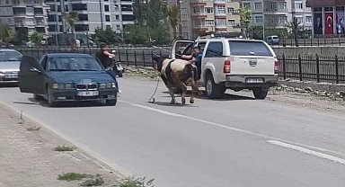 Saatlerce peşinden koştular: Kurbanlık dana ilçeyi birbirine kattı