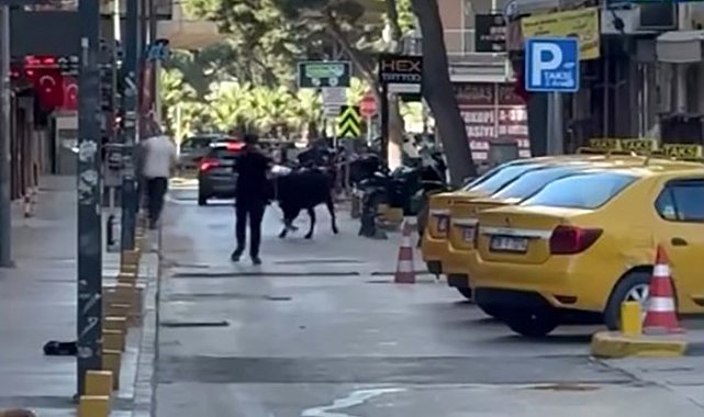 Sahibinin elinden kaçan dana korku dolu anlar yaşattı