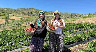 Salihli'de gönüllü gençler çilek hasadı yaptı